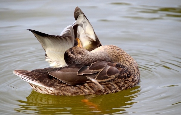 Гусь чистит перья в воде