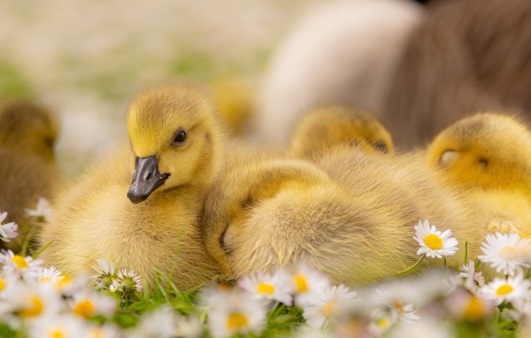 Гусята лежат на цветах маргаритки