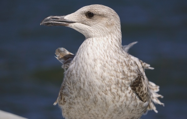 Серая чайка с острым клювом крупным планом