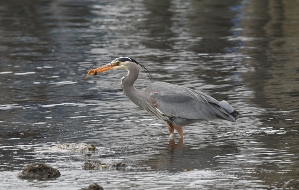 Серая цапля ловит рыбу в воде