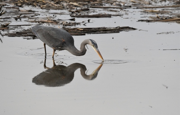Серая цапля охотится в воде