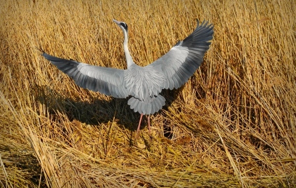 Серая цапля готовится взлететь 