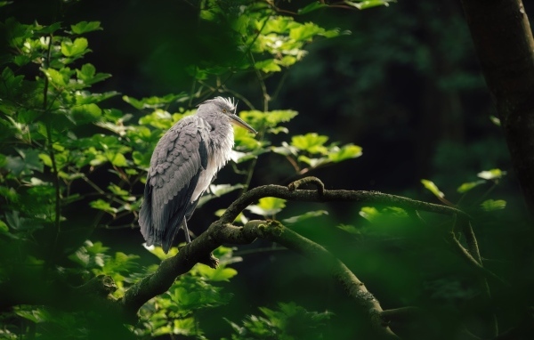 Серая цапля сидит на ветке дерева