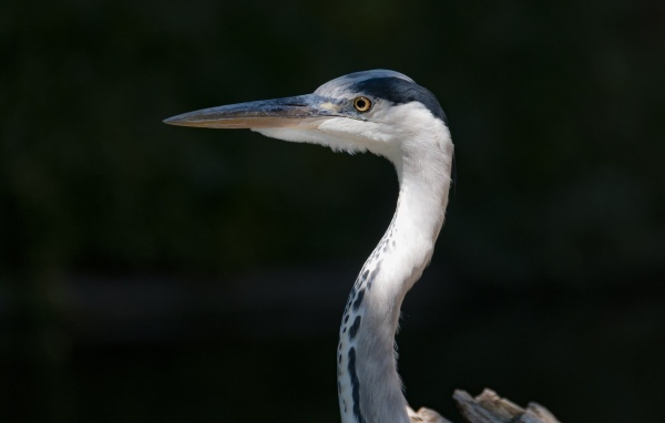 Серая цапля с острым клювом крупным планом
