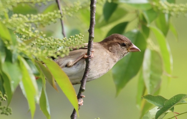 Серая иволга в ветках дерева