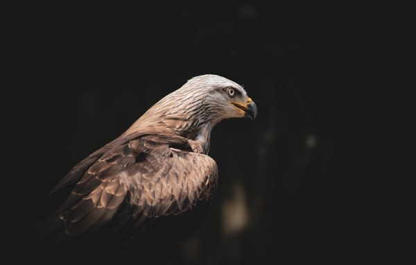 Серый хищный орел с острым черным клювом