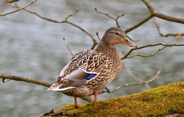 Серая дикая утка стоит у воды