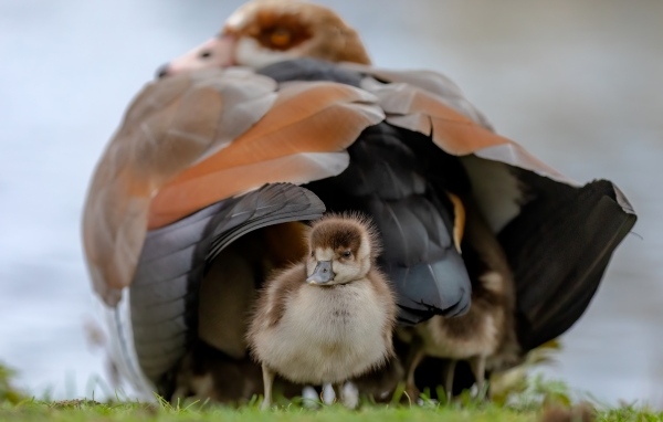 Большой нильский гусь с птенцом