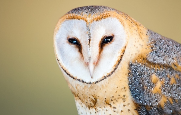 Большая обыкновенная сипуха крупным планом