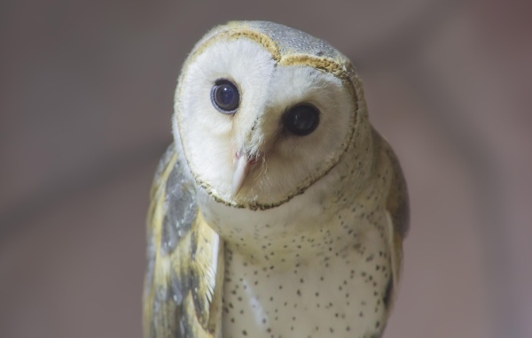 Большая белая сипуха с любопытными глазами