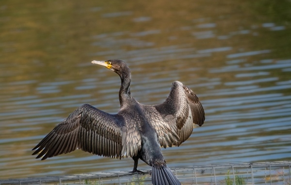 Большой баклан готовится ловить рыбу