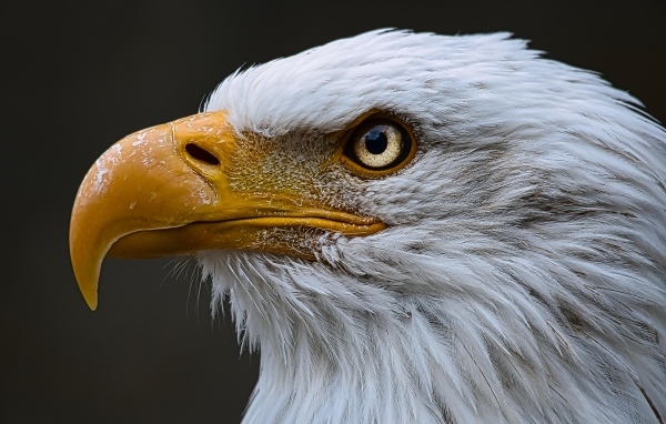 Большой орел с острым желтым клювом