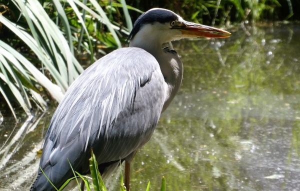 Большая серая цапля в воде 