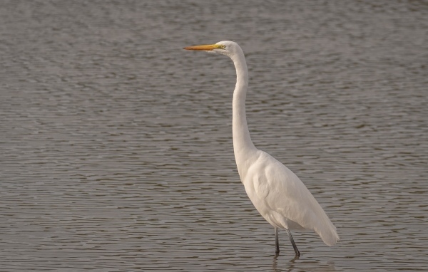Большая белая цапля стоит в воде