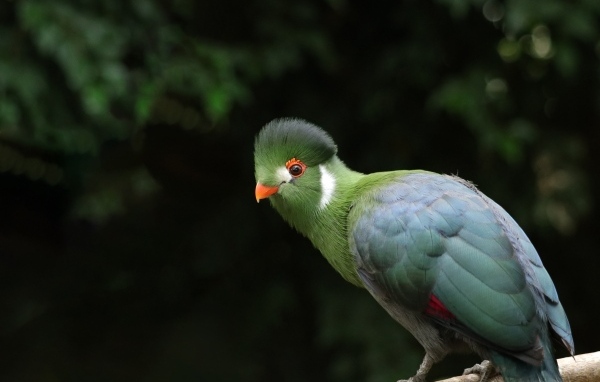 Зеленый белощекий турако птица