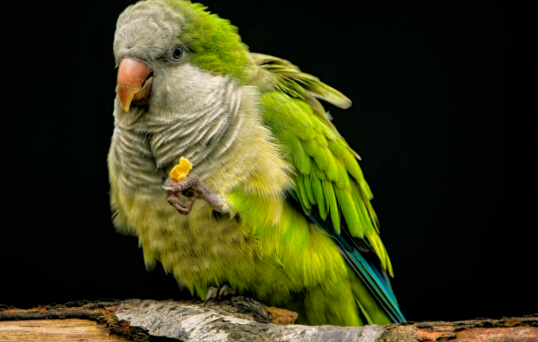 Зеленый попугай сидит на сухой ветке