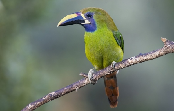 Зеленый тукан сидит на ветке