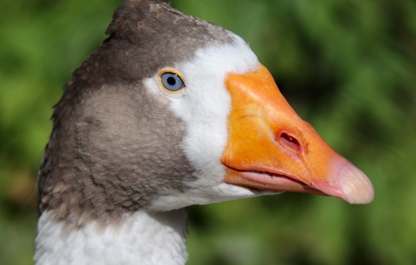 Голова большого домашнего гуся