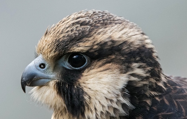 Голова хищного сокола на сером фоне