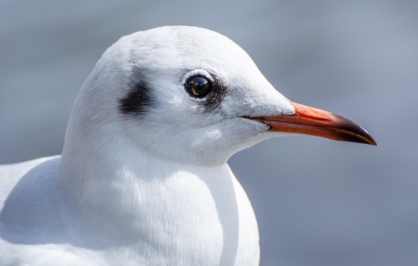 Голова чайки с острым клювом 