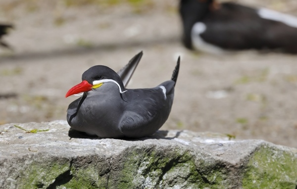 Птица крачка инков лежит  на камне