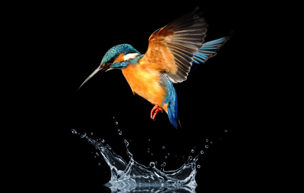 Птица зимородок над водой на черном фоне