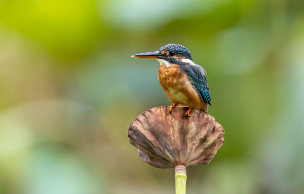 Птица зимородок сидит на растении