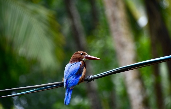 Птица зимородок сидит на проводах