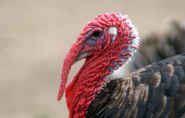Большой домашний индюк с красной головой