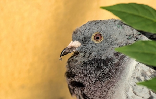 Большой серый голубь с острым клювом