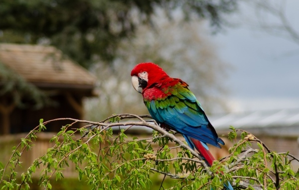 Большой попугай ара сидит на ветке дерева