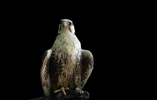 Большой хищный сокол на черном фоне