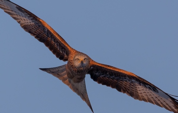 Большой хищный коршун в небе