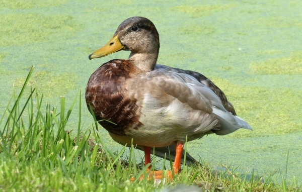Большая дикая утка у покрытого тиной пруда