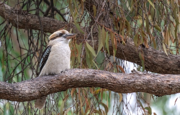 Птица смеющийся кукабарра сидит на ветке