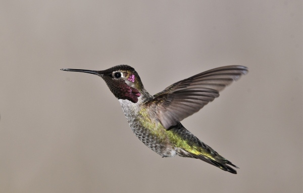 Маленькая птица колибри крупным планом