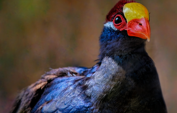 Маленькая птица фиолетовый турако