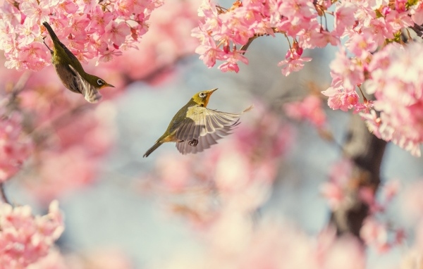 Маленькие птицы кружат у розовых цветов