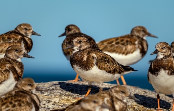 Маленькие птицы на камне у воды