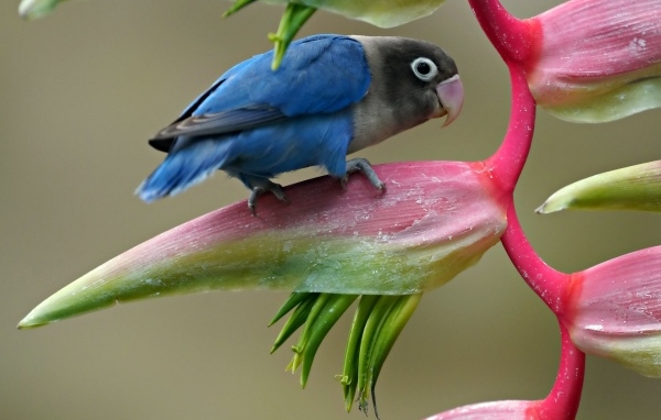 Маленький синий попугай сидит на цветке