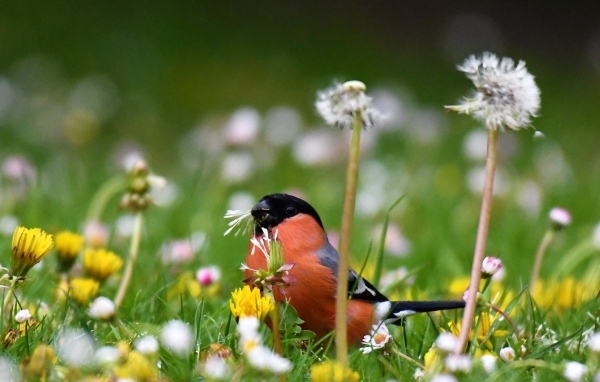 Маленький снегирь прячется в траве