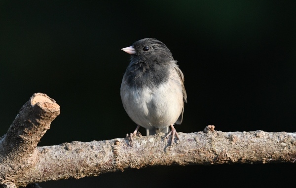 Маленький темноглазый юнко сидит на ветке дерева