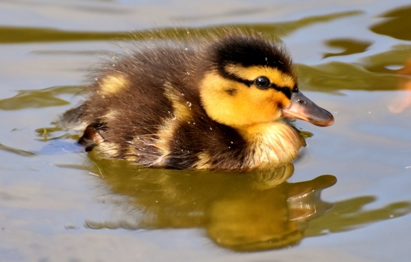 Маленький утенок плавает в воде