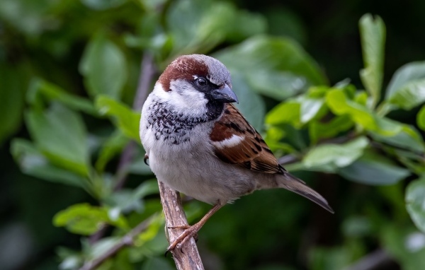 Маленький серый воробей сидит на ветке