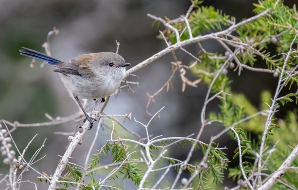 Маленькая серая птичка крапивник