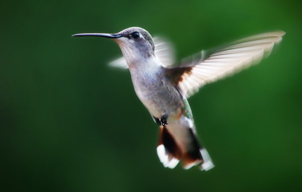 Маленькая птичка колибри на зеленом фоне