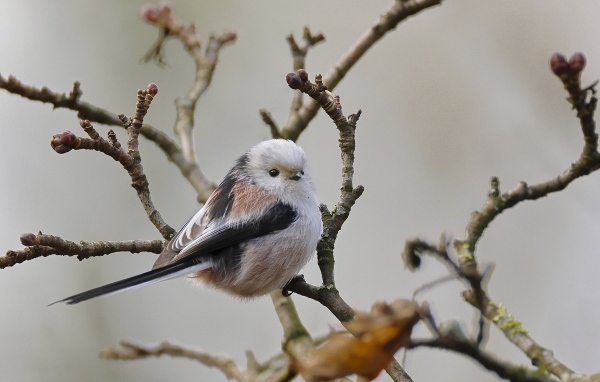 Маленькая  длиннохвостая синица сидит на ветке дерева