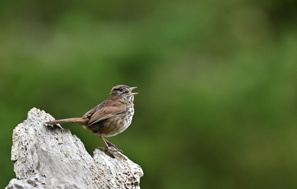 Маленький воробей на коряге крупным планом