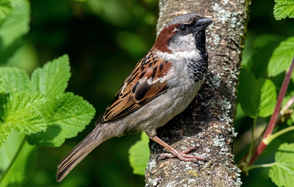 Маленький воробей сидит на дереве