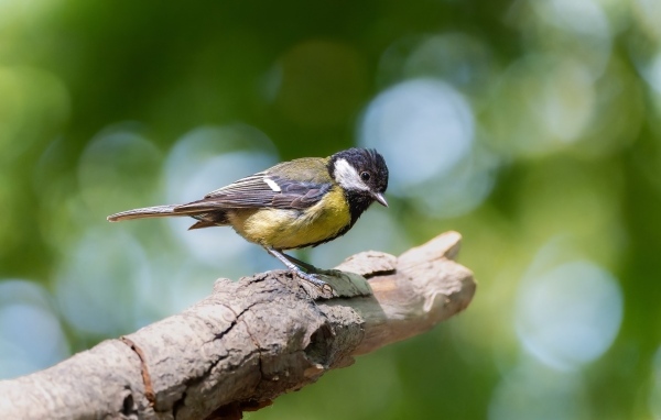 Маленькая синица сидит на ветке дерева